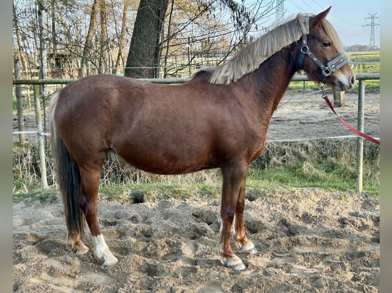 Poni alemán Yegua 5 años 138 cm Alazán in Kiebitzreihe