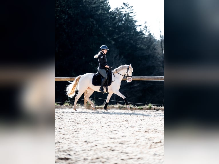 Poni alemán Yegua 5 años 140 cm in Weilheim in Oberbayern