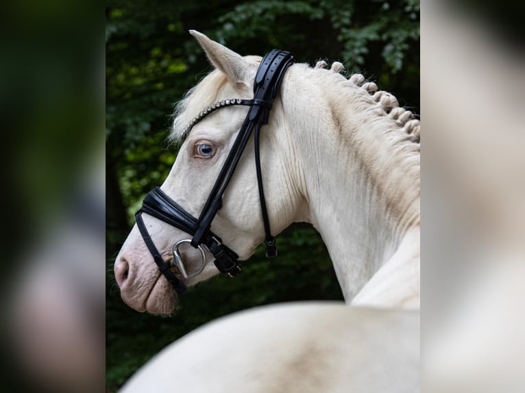 Poni alemán Yegua 5 años 140 cm in Weilheim in Oberbayern