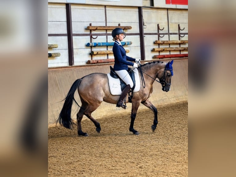 Poni alemán Yegua 5 años 141 cm Bayo in Bad Dürrheim