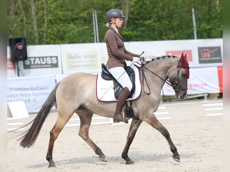 Poni alemán Yegua 5 años 141 cm Bayo in Bad Dürrheim