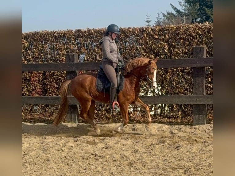 Poni alemán Yegua 5 años 143 cm Alazán in Daldeiden