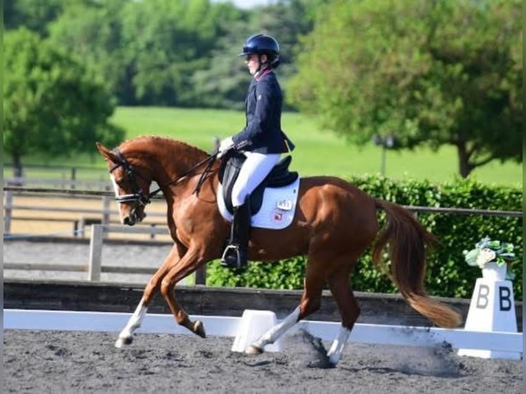 Poni alemán Yegua 5 años 143 cm Alazán-tostado in Cumbria