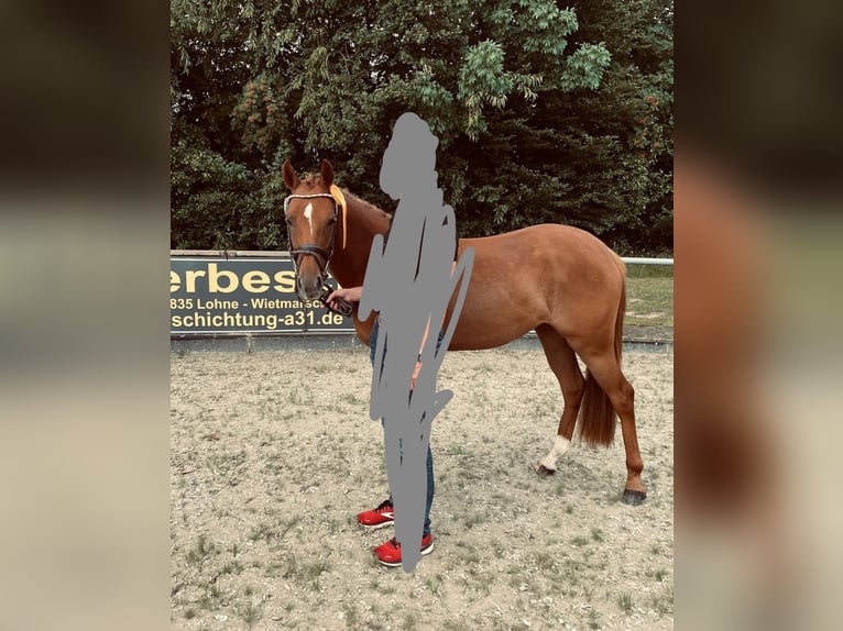 Poni alemán Yegua 5 años 143 cm Alazán-tostado in Lingen