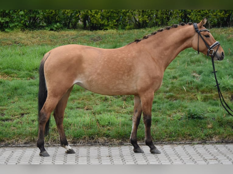 Poni alemán Yegua 5 años 143 cm Bayo in Paderborn