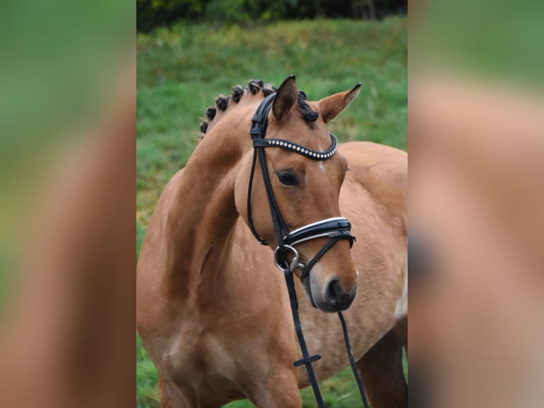 Poni alemán Yegua 5 años 143 cm Bayo in Paderborn