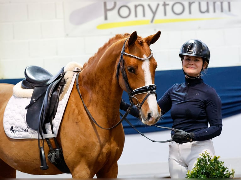 Poni alemán Yegua 5 años 144 cm Alazán in Marsberg