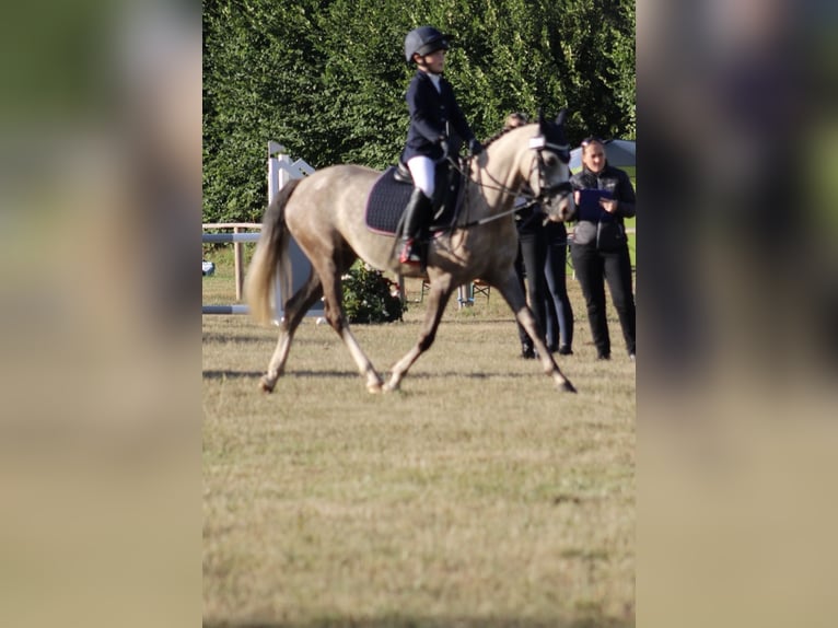Poni alemán Yegua 5 años 144 cm Buckskin/Bayo in Kiel