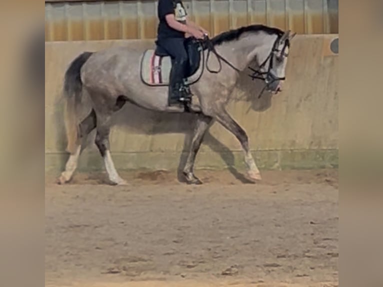 Poni alemán Yegua 5 años 144 cm Buckskin/Bayo in Kiel