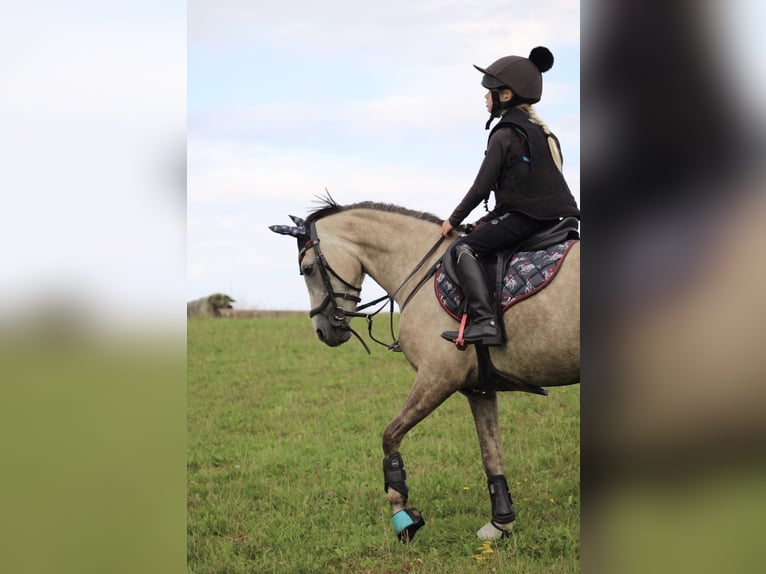 Poni alemán Yegua 5 años 144 cm Buckskin/Bayo in Kiel