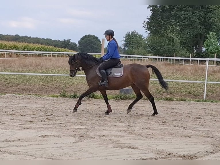 Poni alemán Yegua 5 años 144 cm Castaño oscuro in Löningen