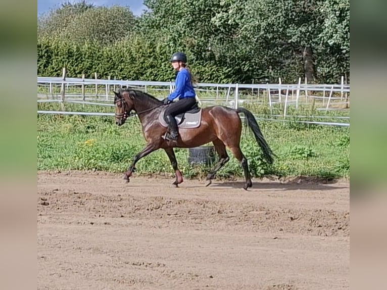 Poni alemán Yegua 5 años 144 cm Castaño oscuro in Löningen