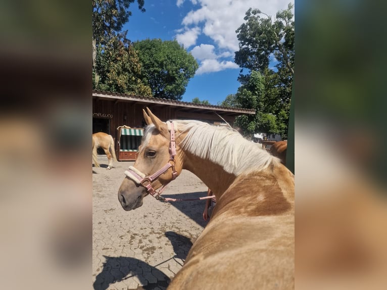 Poni alemán Yegua 5 años 144 cm Palomino in Datteln