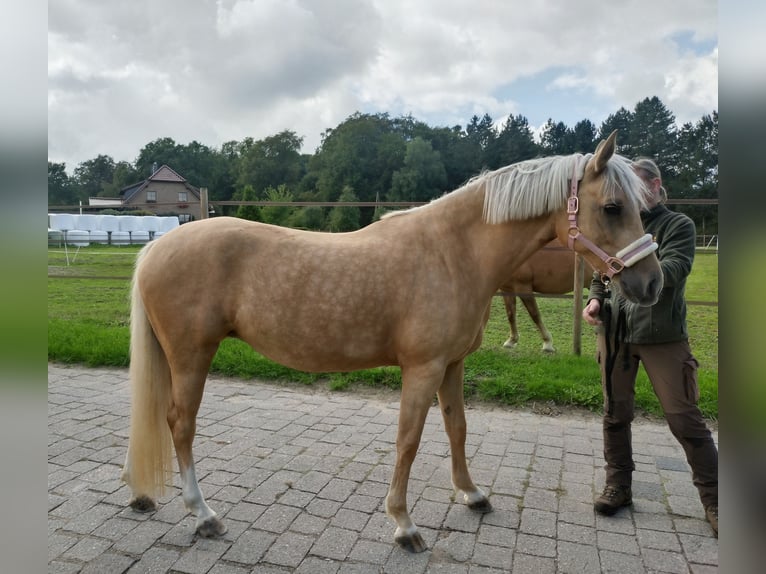 Poni alemán Yegua 5 años 144 cm Palomino in Datteln