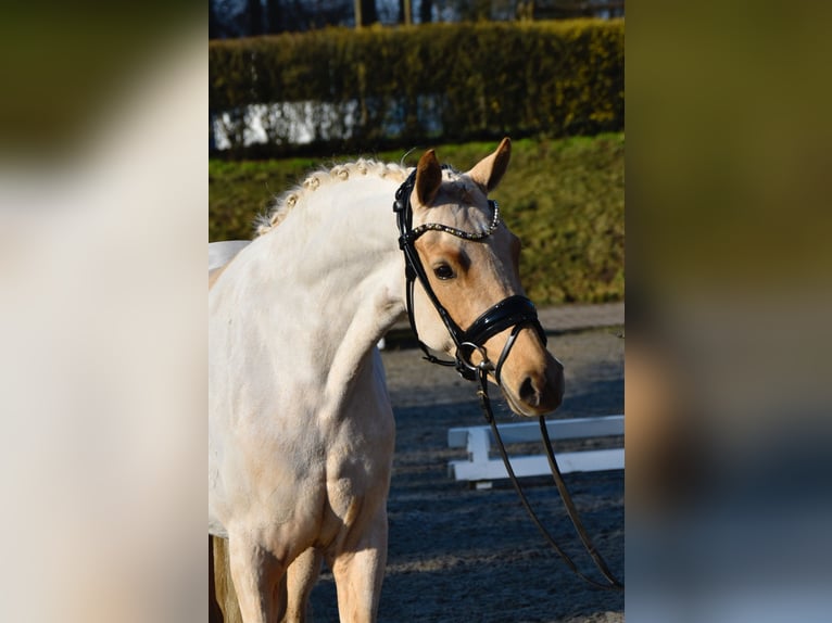 Poni alemán Yegua 5 años 144 cm Palomino in Fürstenau