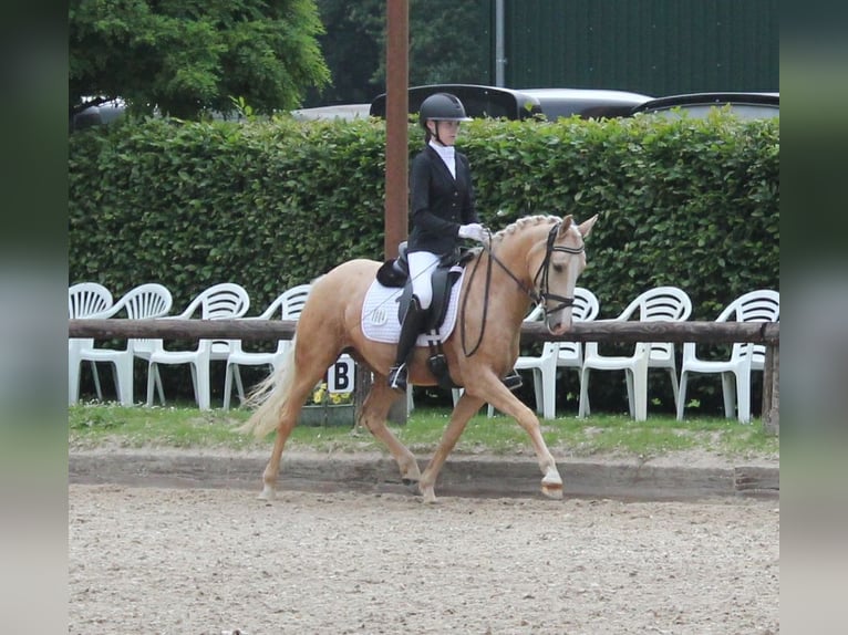 Poni alemán Yegua 5 años 144 cm Palomino in T&#xF6;nisvorst