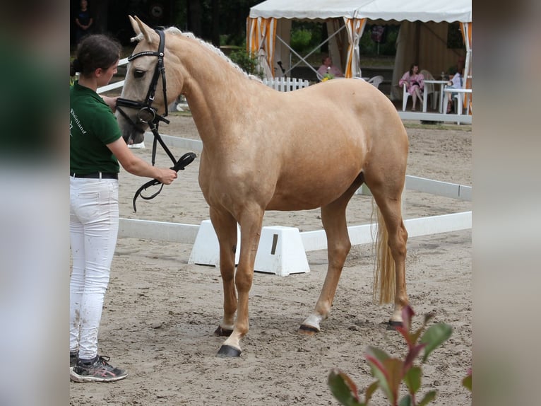 Poni alemán Yegua 5 años 144 cm Palomino in T&#xF6;nisvorst