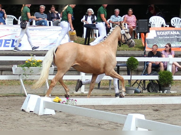 Poni alemán Yegua 5 años 144 cm Palomino in T&#xF6;nisvorst