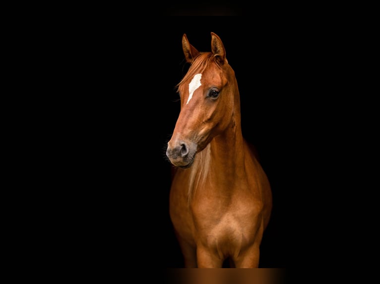 Poni alemán Yegua 5 años 144 cm Red Dun/Cervuno in Haltern am See