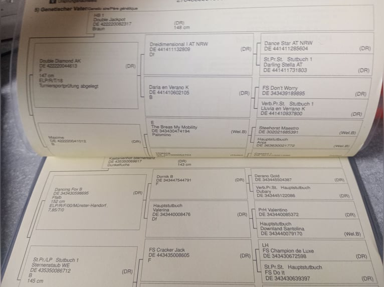 Poni alemán Yegua 5 años 145 cm Alazán in Extertal