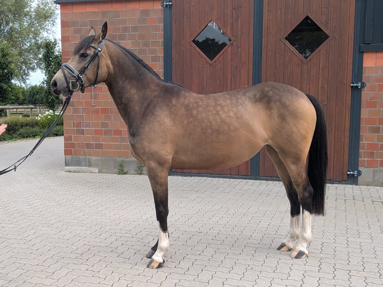 Poni alemán Yegua 5 años 145 cm Buckskin/Bayo in Quickborn