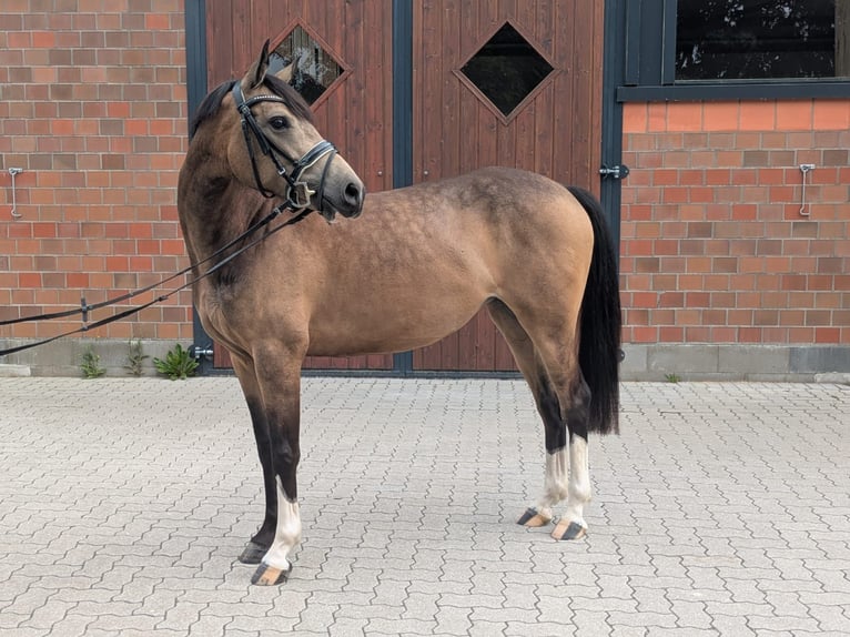 Poni alemán Yegua 5 años 145 cm Buckskin/Bayo in Quickborn