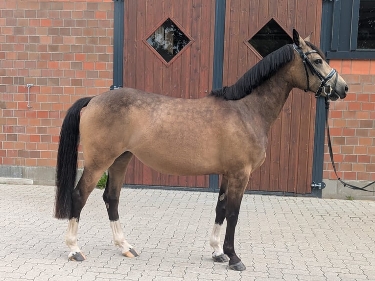 Poni alemán Yegua 5 años 145 cm Buckskin/Bayo in Quickborn