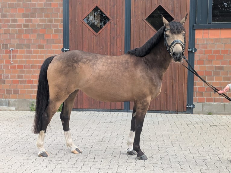 Poni alemán Yegua 5 años 145 cm Buckskin/Bayo in Quickborn