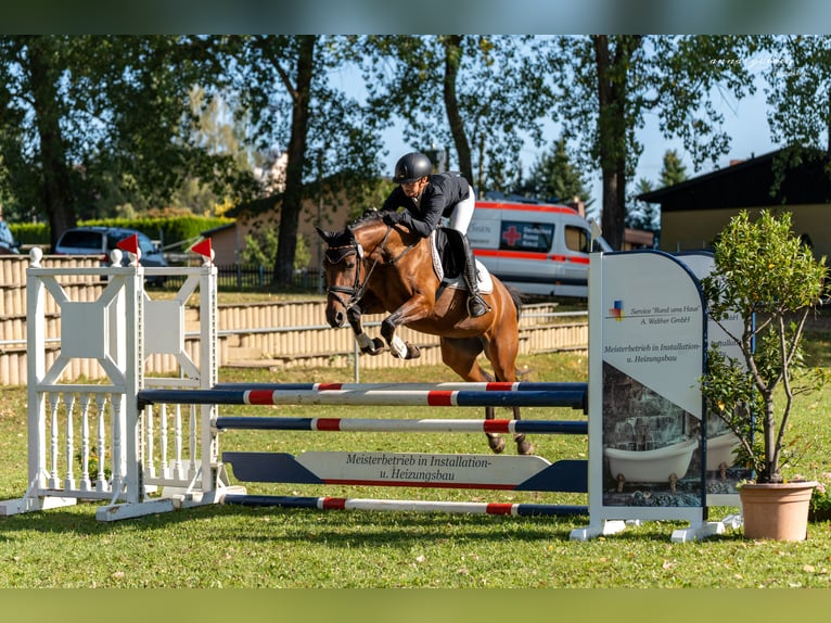 Poni alemán Yegua 5 años 145 cm Castaño in Lengenfeld