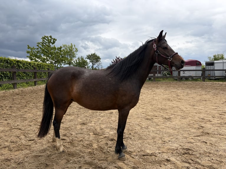 Poni alemán Yegua 5 años 145 cm Castaño in Kirf