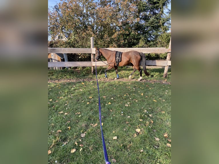 Poni alemán Yegua 5 años 145 cm Castaño oscuro in Daberkow