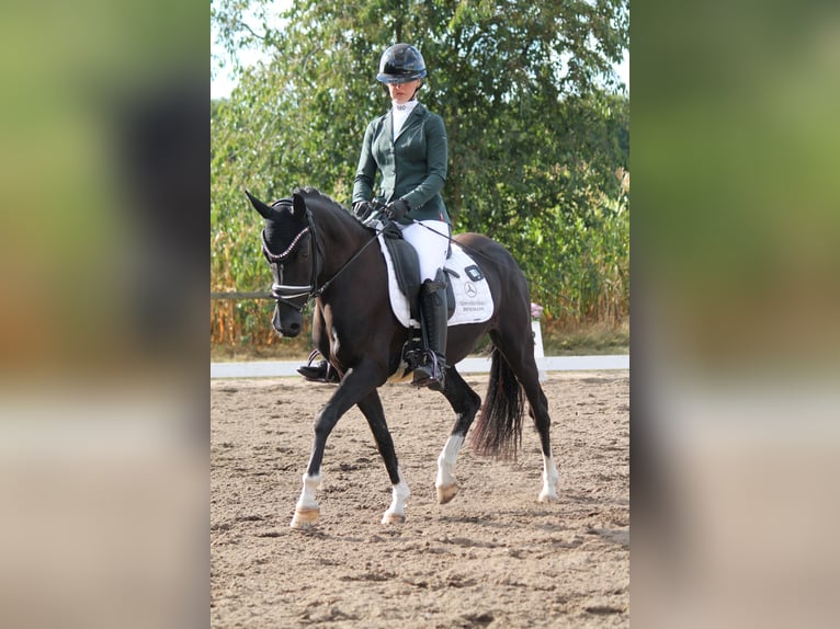 Poni alemán Yegua 5 años 145 cm Negro in Zeven