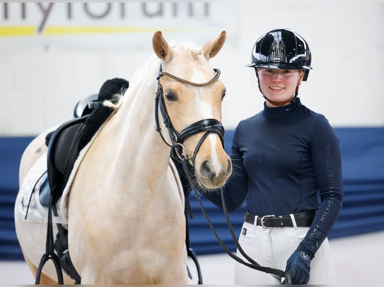 Poni alemán Yegua 5 años 145 cm Palomino in Marsberg