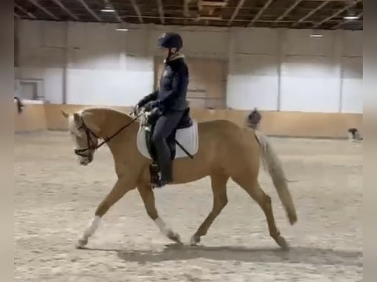 Poni alemán Yegua 5 años 145 cm Palomino in Treuenbrietzen