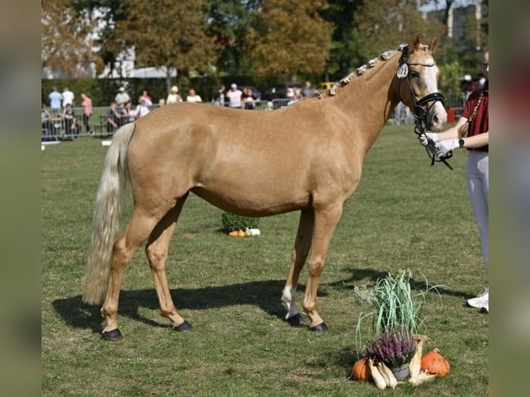 Poni alemán Yegua 5 años 145 cm Palomino in Treuenbrietzen