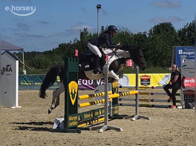 Poni alemán Yegua 5 años 145 cm Pío in Braunschweig