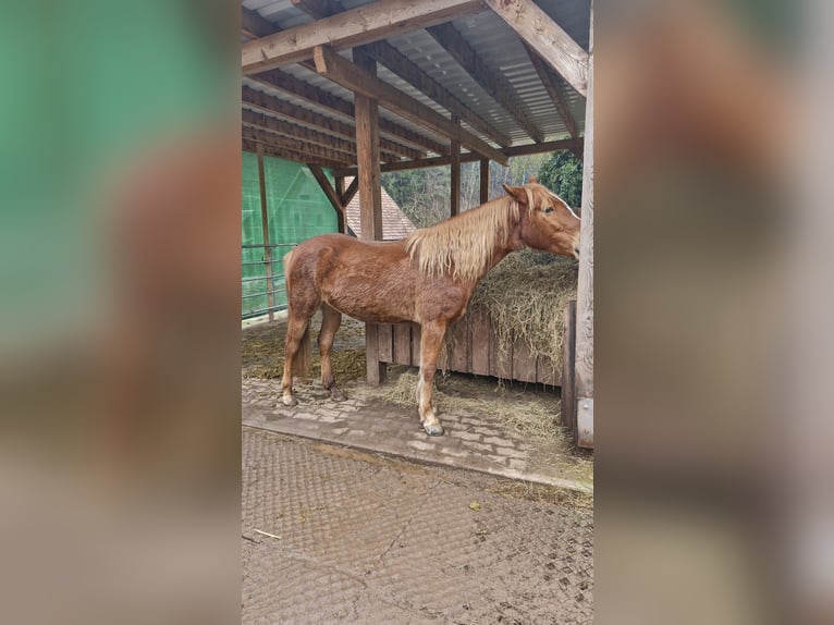 Poni alemán Mestizo Yegua 5 años 146 cm Alazán in Schuttertal