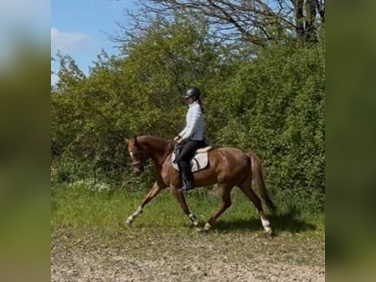 Poni alemán Yegua 5 años 146 cm Alazán-tostado in Tecklenburg