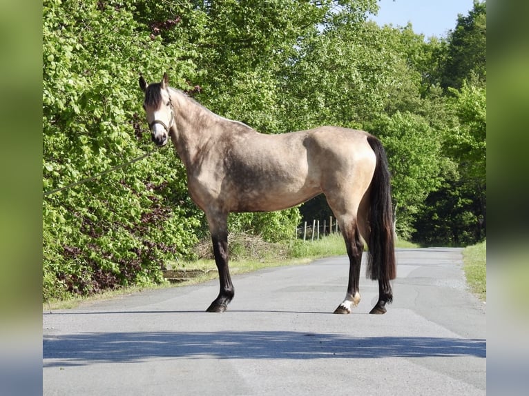 Poni alemán Yegua 5 años 146 cm Bayo in Verl