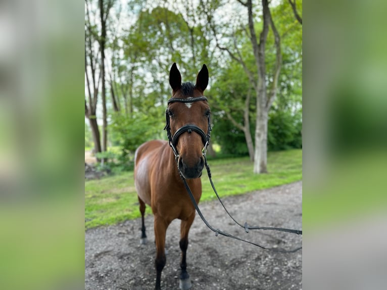 Poni alemán Yegua 5 años 146 cm Castaño in B&#xFC;lkau