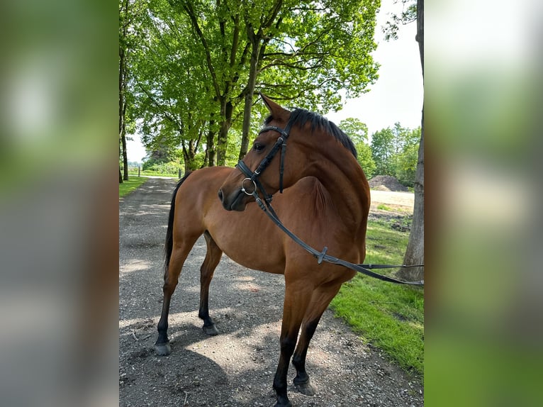 Poni alemán Yegua 5 años 146 cm Castaño in B&#xFC;lkau