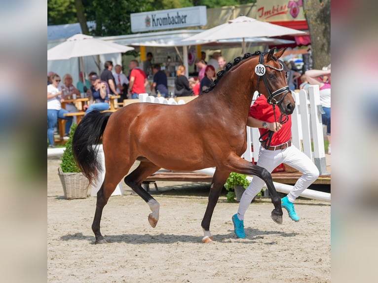 Poni alemán Yegua 5 años 146 cm Castaño in Emmelshausen