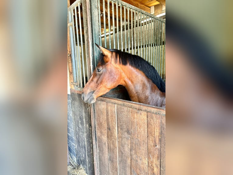 Poni alemán Yegua 5 años 146 cm Castaño in Emmelshausen