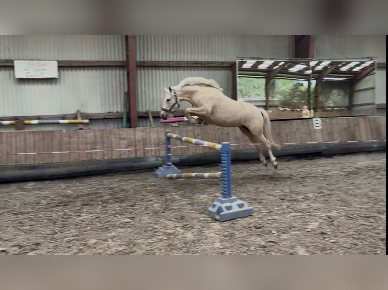 Poni alemán Yegua 5 años 146 cm Palomino in Wiemersdorf