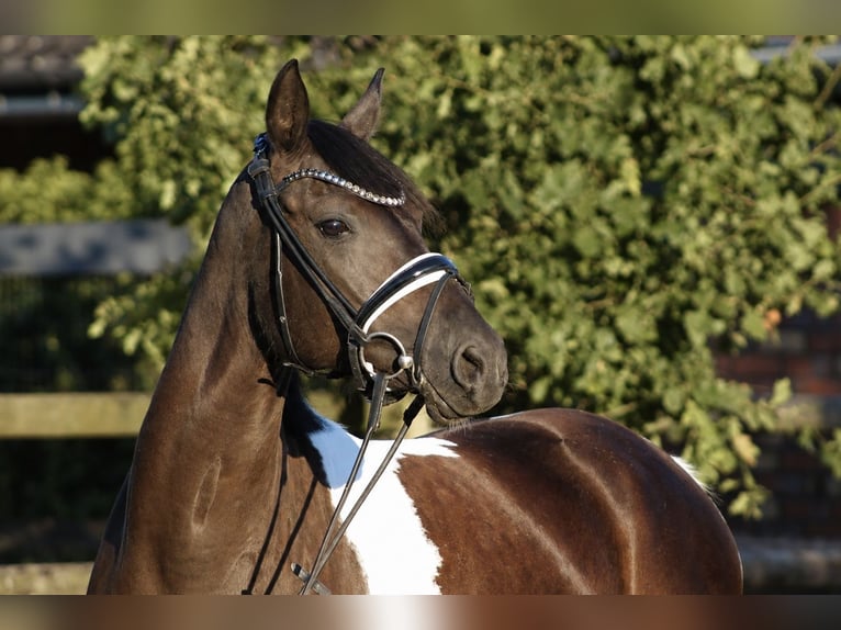 Poni alemán Yegua 5 años 146 cm Pío in Neuenkirchen