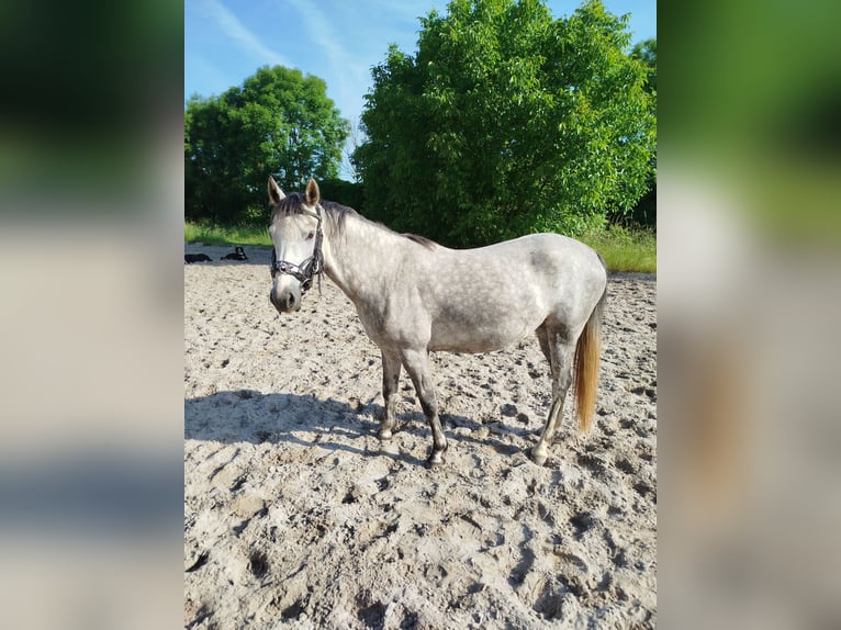 Poni alemán Yegua 5 años 146 cm Tordo in Förderstedt