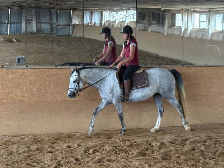 Poni alemán Yegua 5 años 146 cm Tordo in Förderstedt