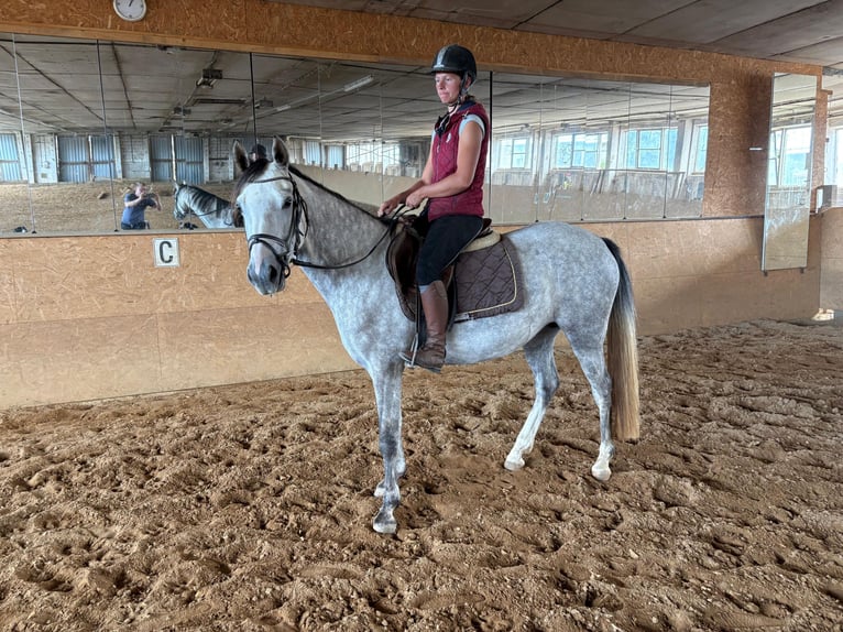Poni alemán Yegua 5 años 146 cm Tordo in Förderstedt