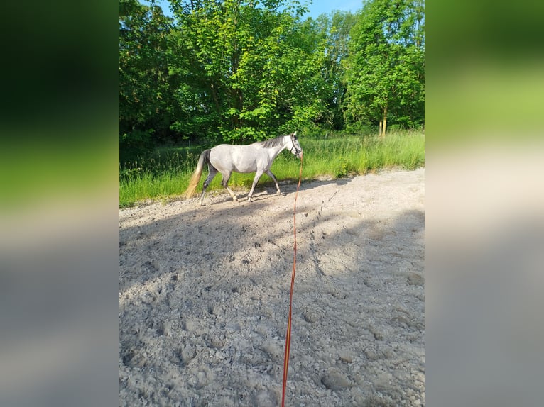 Poni alemán Yegua 5 años 146 cm Tordo in Förderstedt
