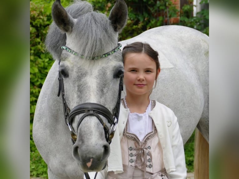 Poni alemán Yegua 5 años 146 cm Tordo in Nordkirchen